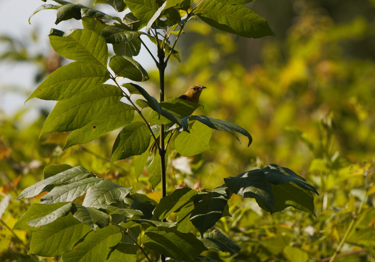 Orchard Oriole - ML620371621