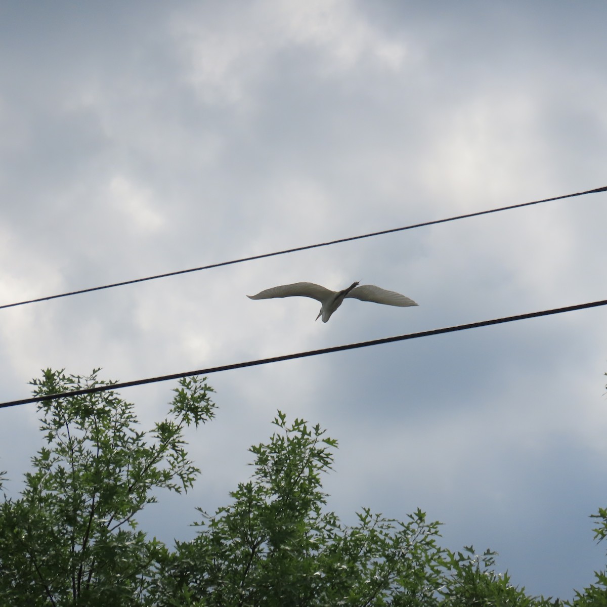 Great Egret - ML620371622