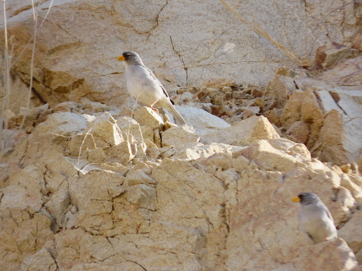 Cinereous Finch - ML620371624