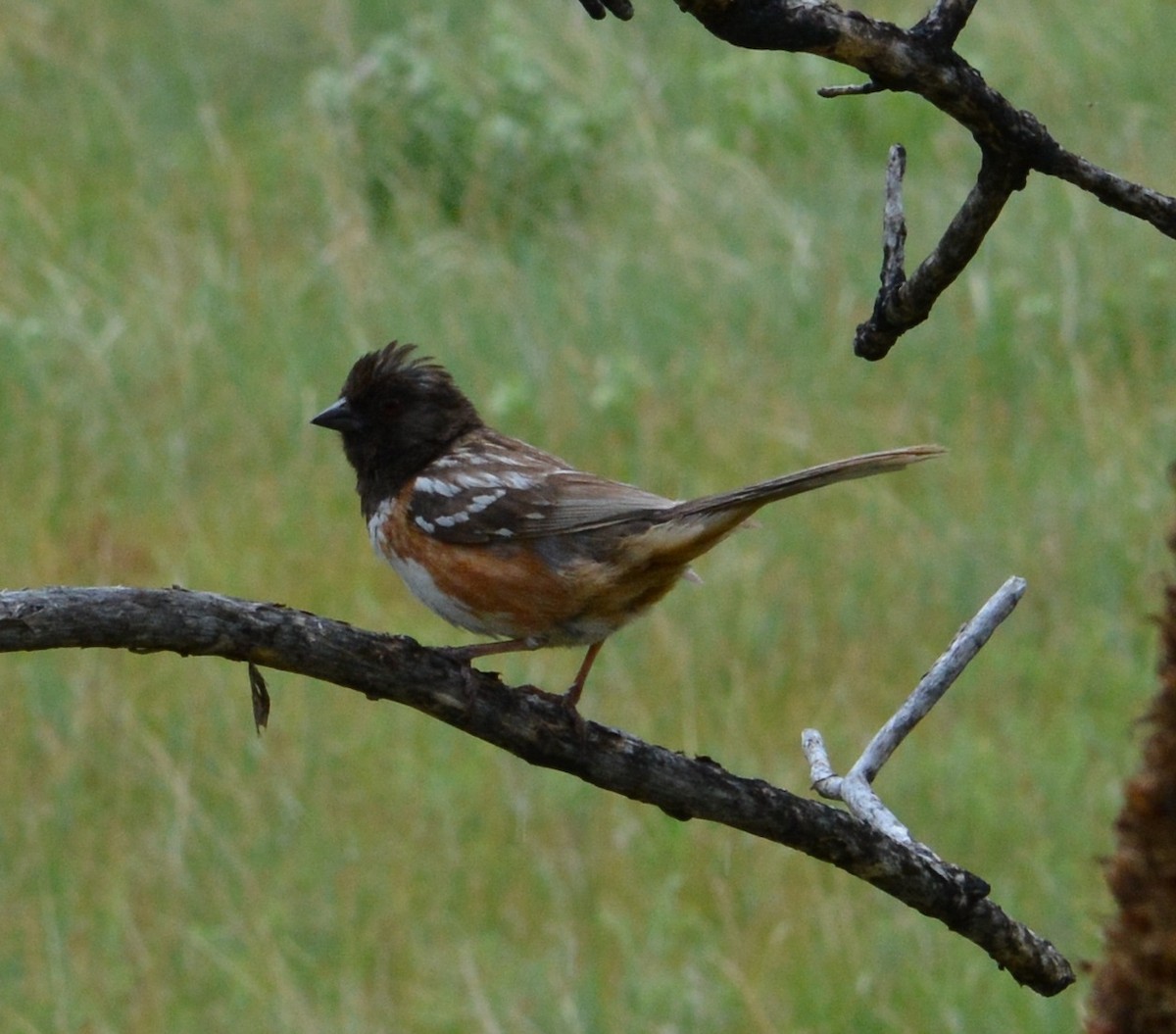 Spotted Towhee - ML620371625