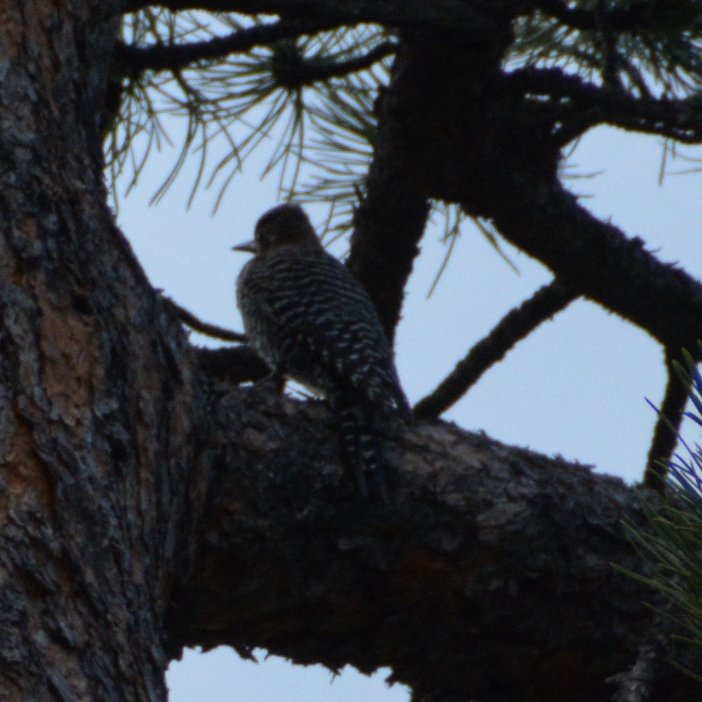 Williamson's Sapsucker - ML620371639