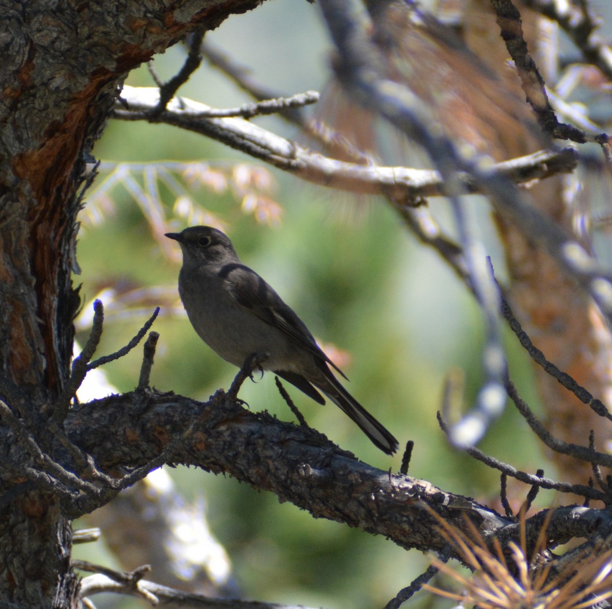 Townsend's Solitaire - ML620371641