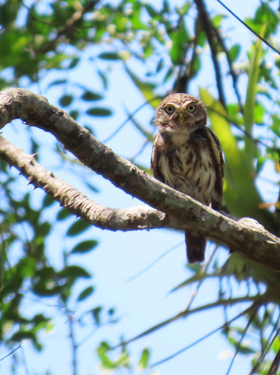 Peruvian Pygmy-Owl - ML620371642