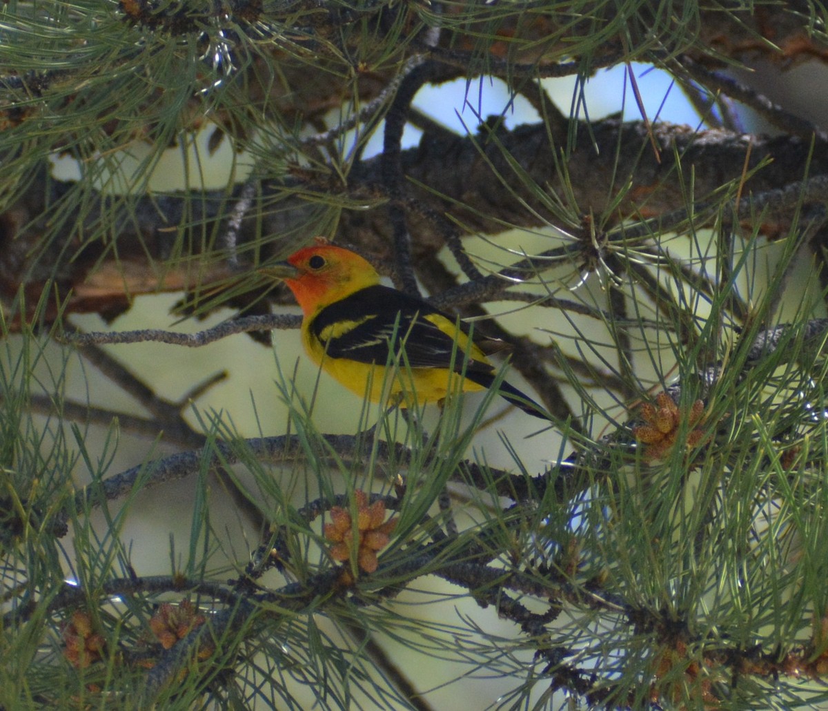 Western Tanager - ML620371724