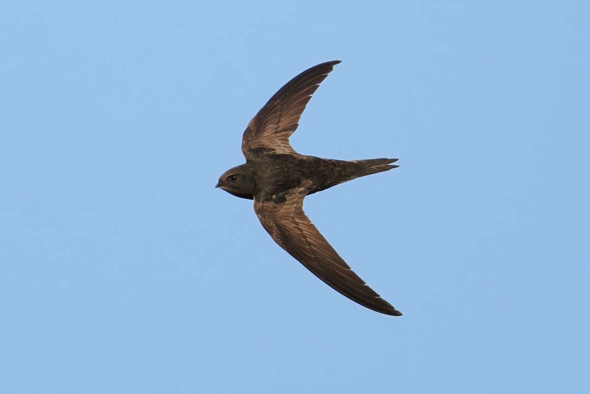 Common Swift - ML620371735