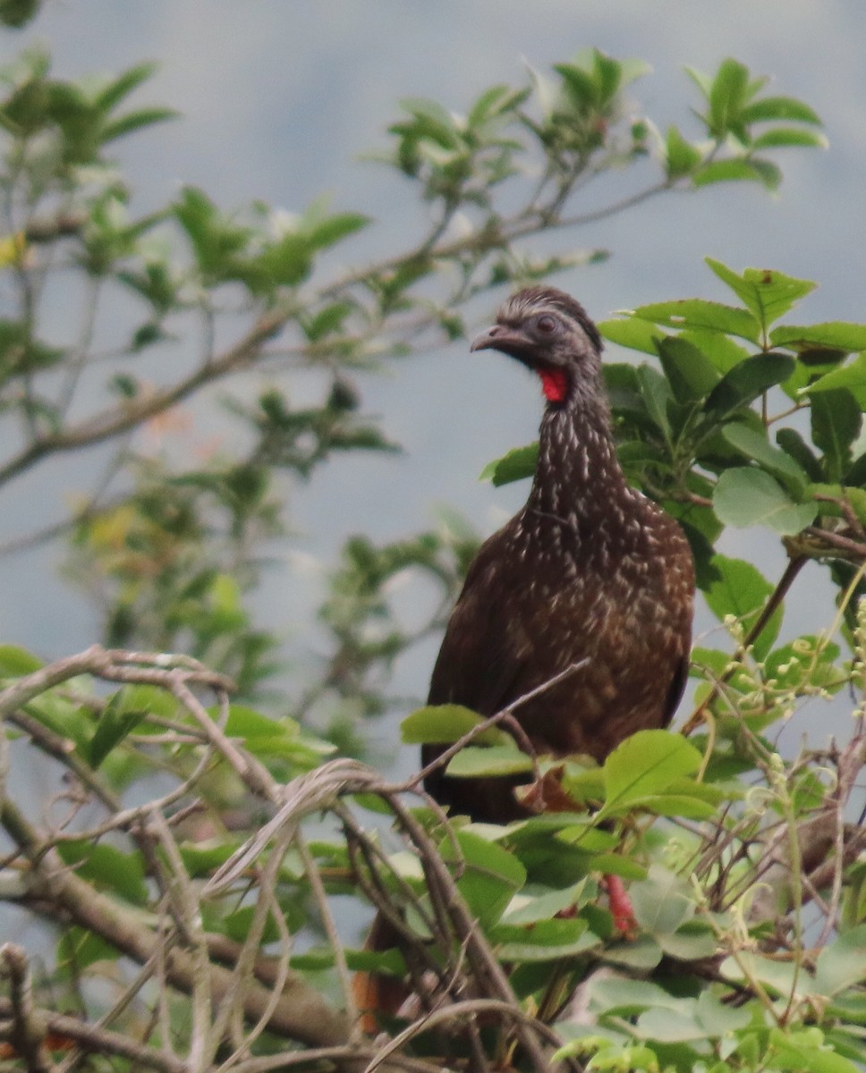 Bearded Guan - ML620371740