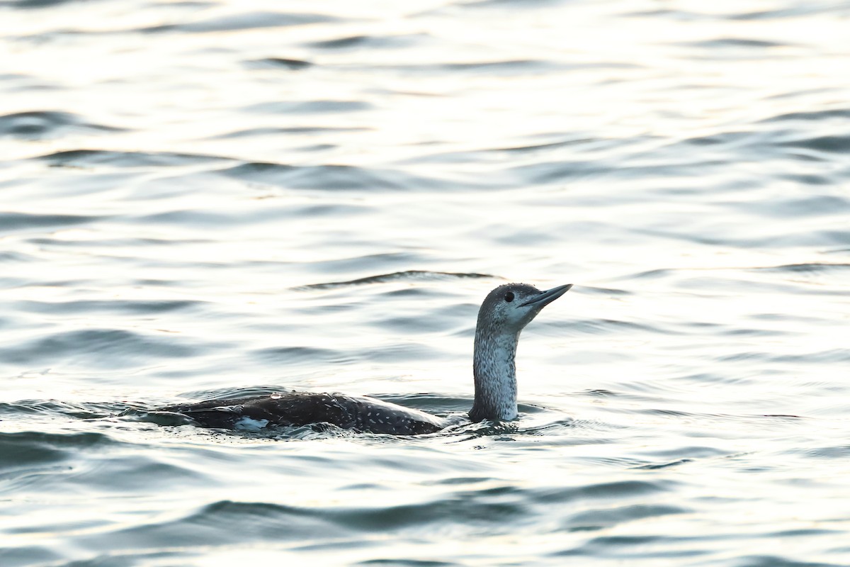 Common Loon - ML620371893