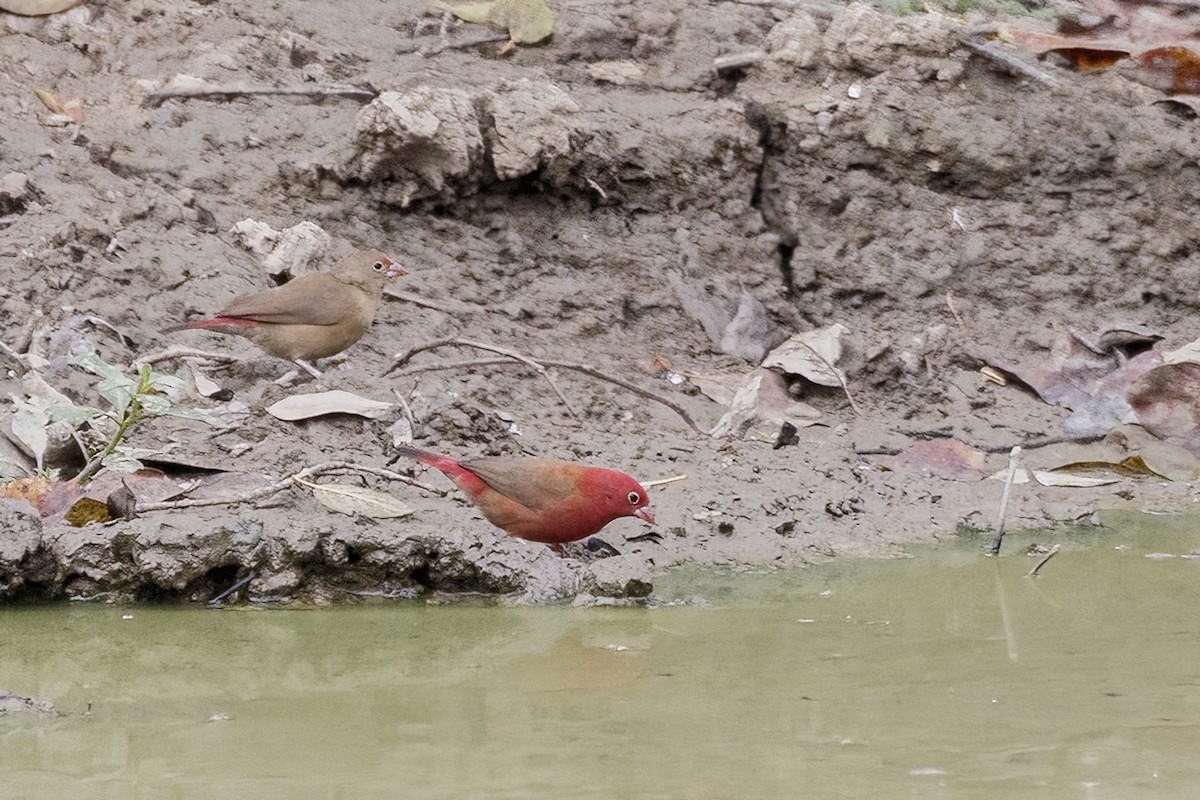 Red-billed Firefinch - ML620371900