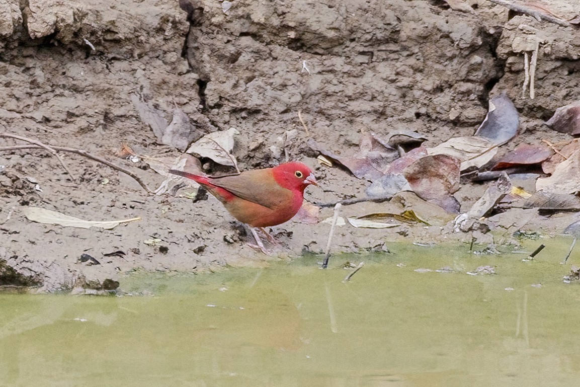 Red-billed Firefinch - ML620371942