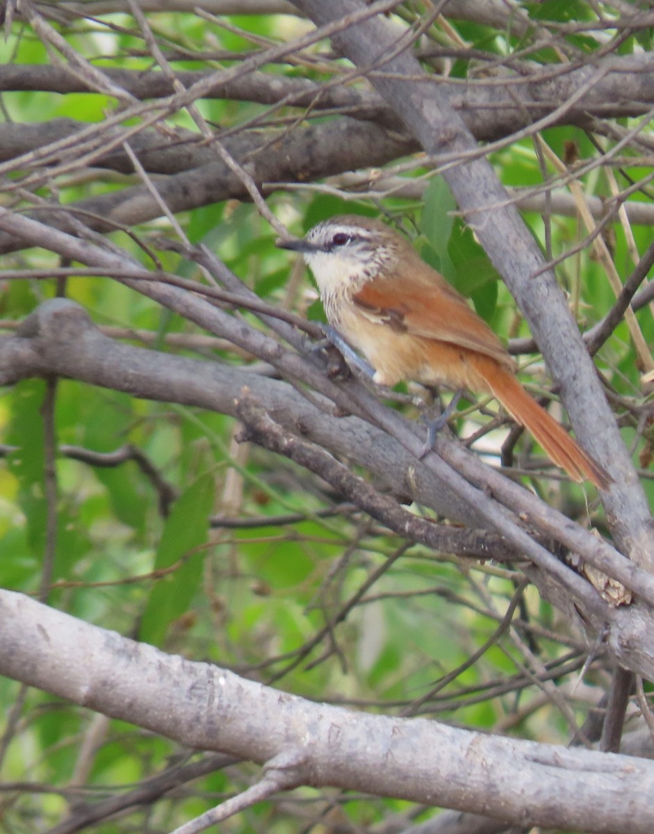 Necklaced Spinetail - ML620371945