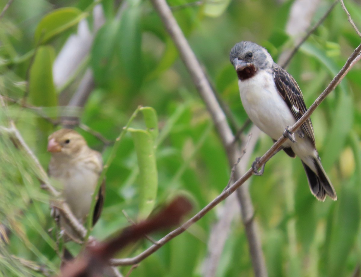 Chestnut-throated Seedeater - ML620371948