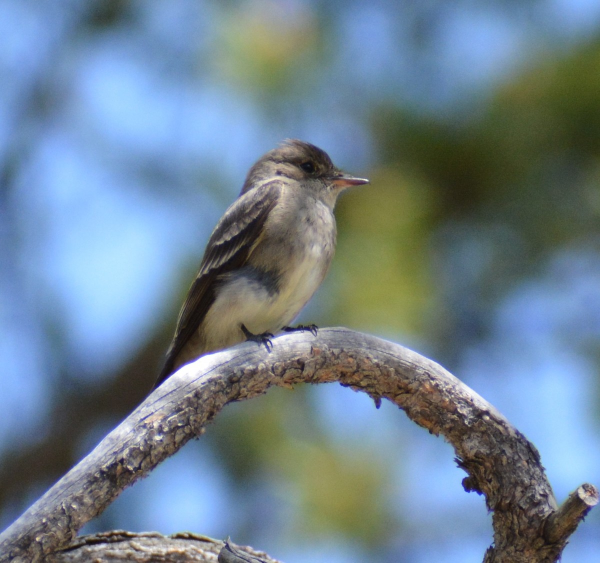 Western Wood-Pewee - ML620371949