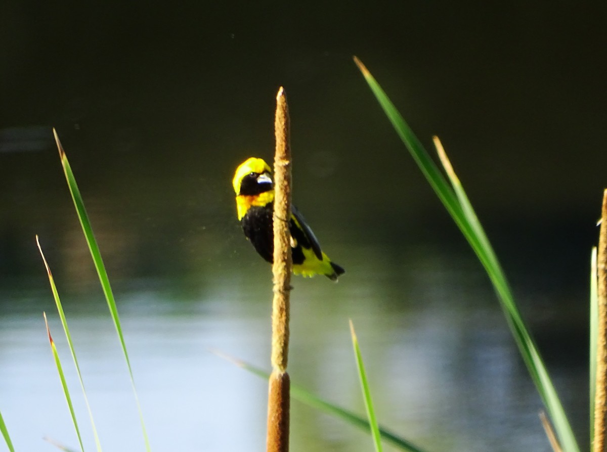 Yellow-crowned Bishop - ML620372011