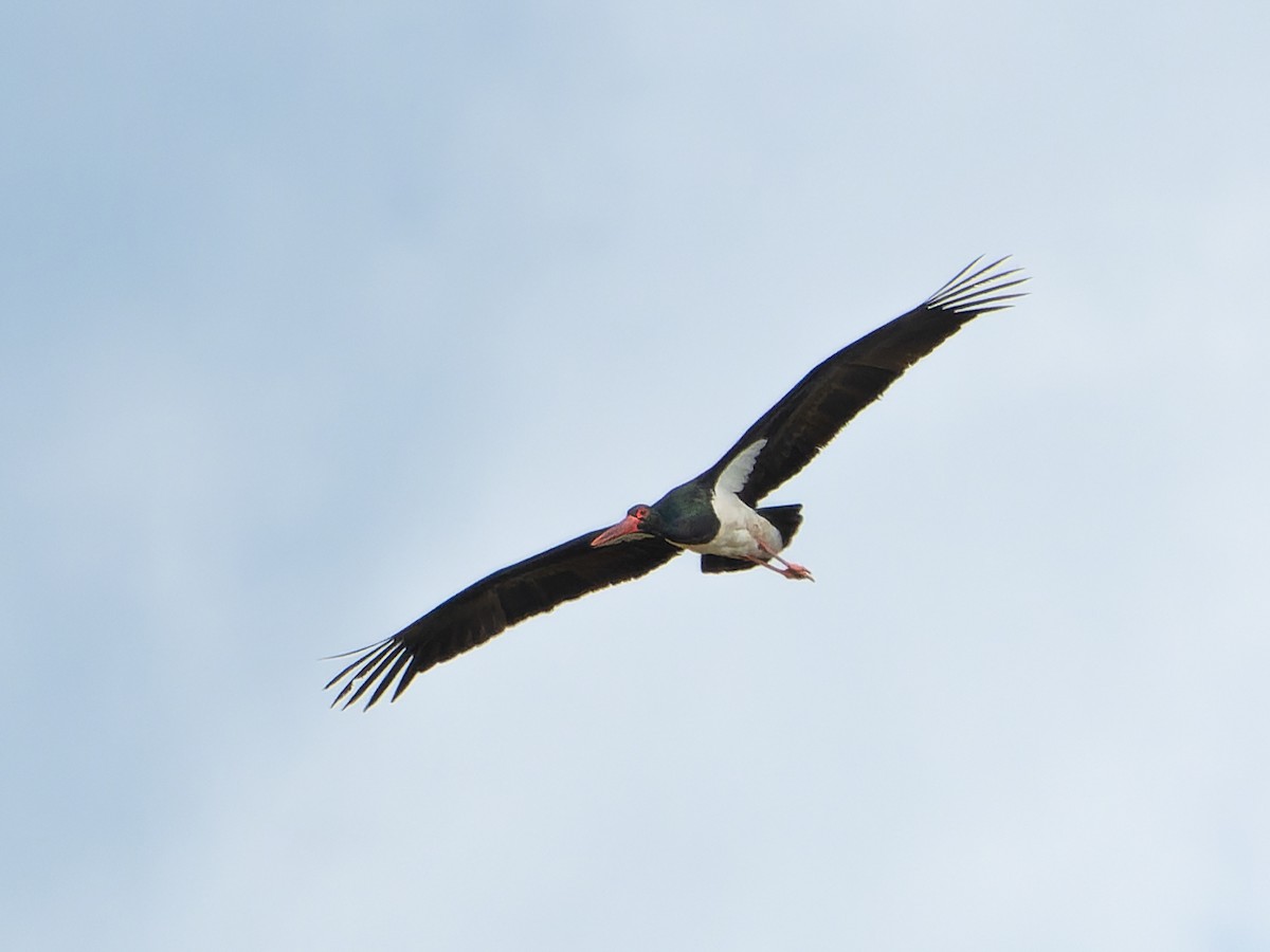 Black Stork - ML620372113