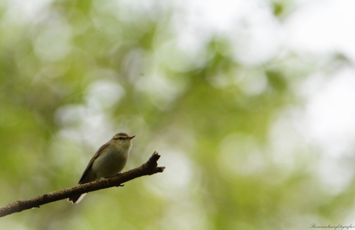 Mosquitero Verdoso - ML620372147