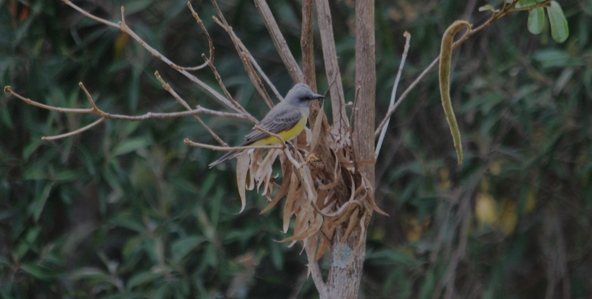 Tropical Kingbird - ML620372148