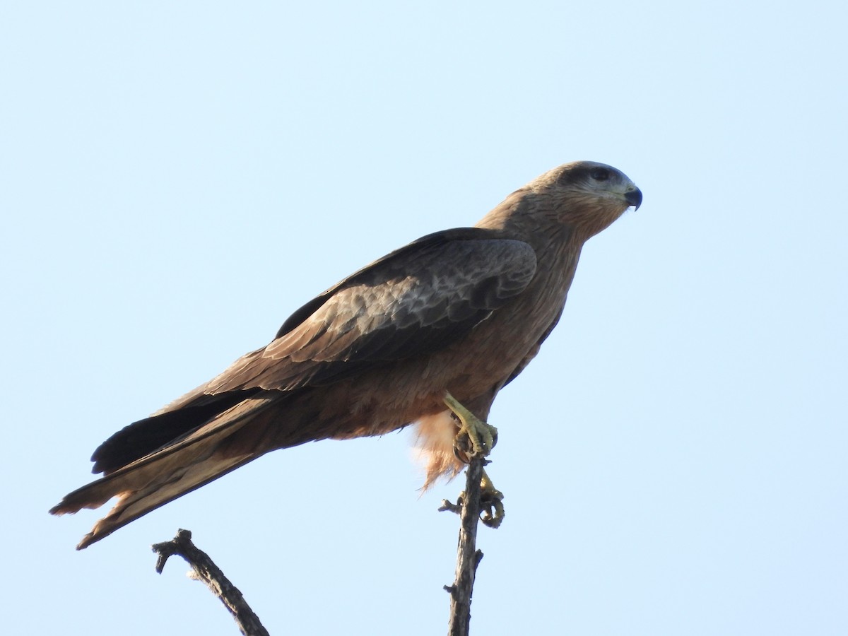 Black Kite - ML620372150