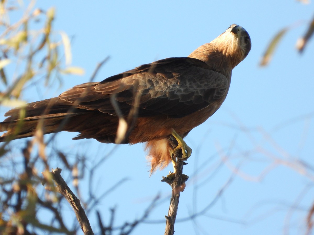 Black Kite - ML620372151