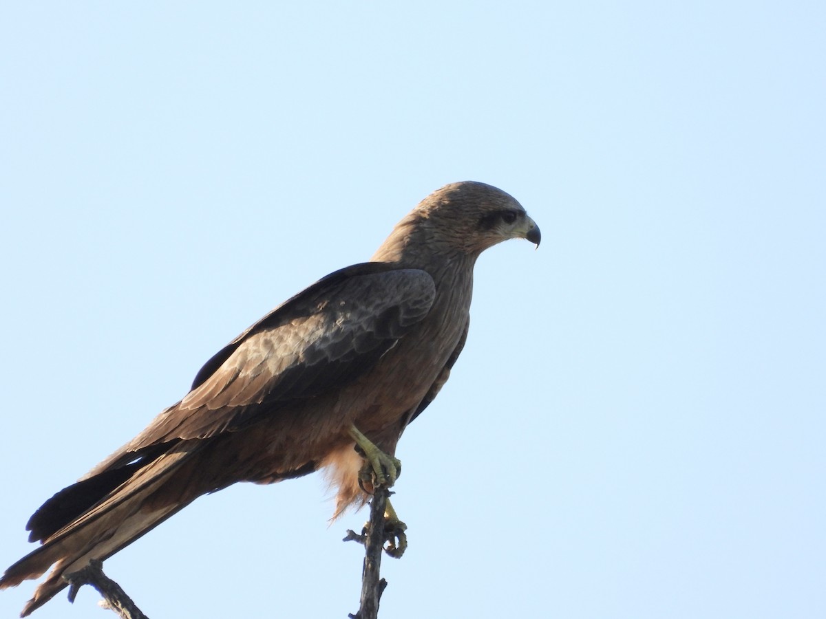 Black Kite - ML620372152