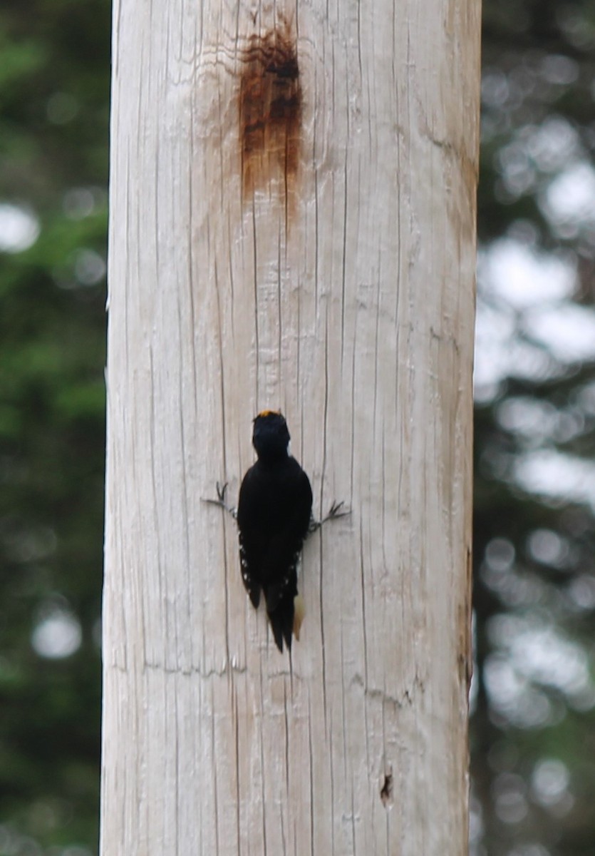 Black-backed Woodpecker - ML620372153