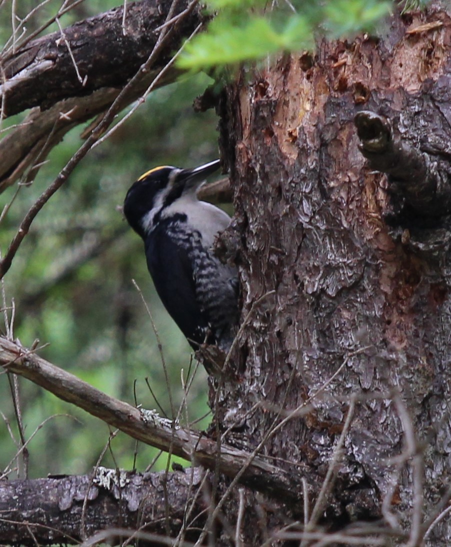 Black-backed Woodpecker - ML620372154
