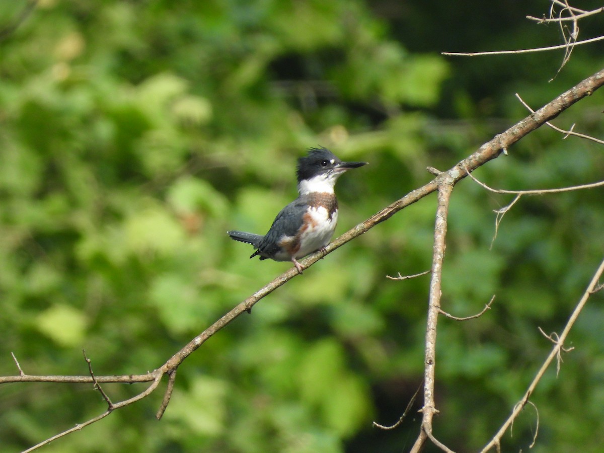 Belted Kingfisher - ML620372157