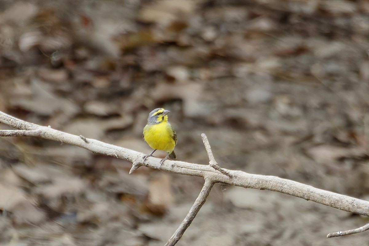 Yellow-fronted Canary - ML620372166