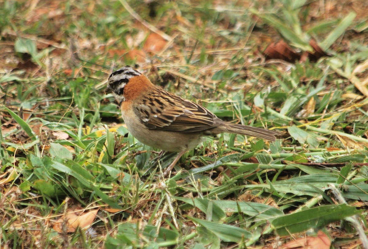 Rufous-collared Sparrow - ML620372167