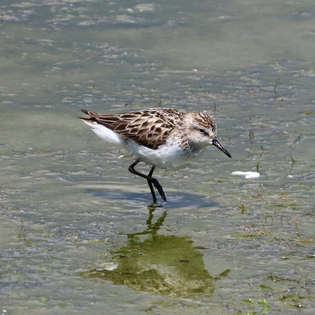 Semipalmated Sandpiper - ML620372175