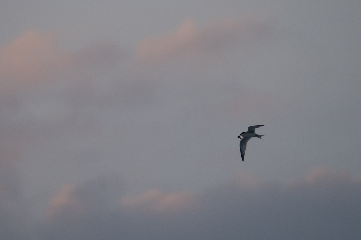 Least Tern - ML620372179