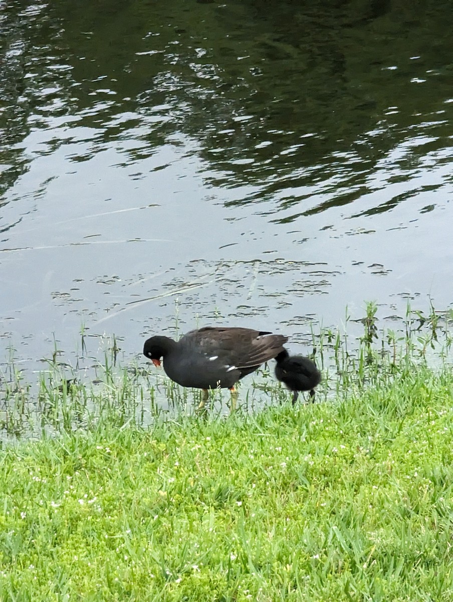 Common Gallinule - ML620372190