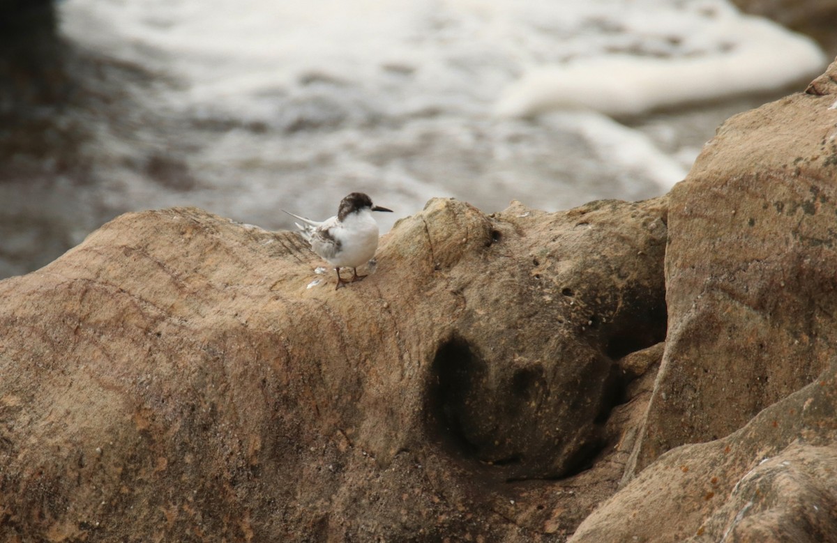 White-fronted Tern - ML620372198