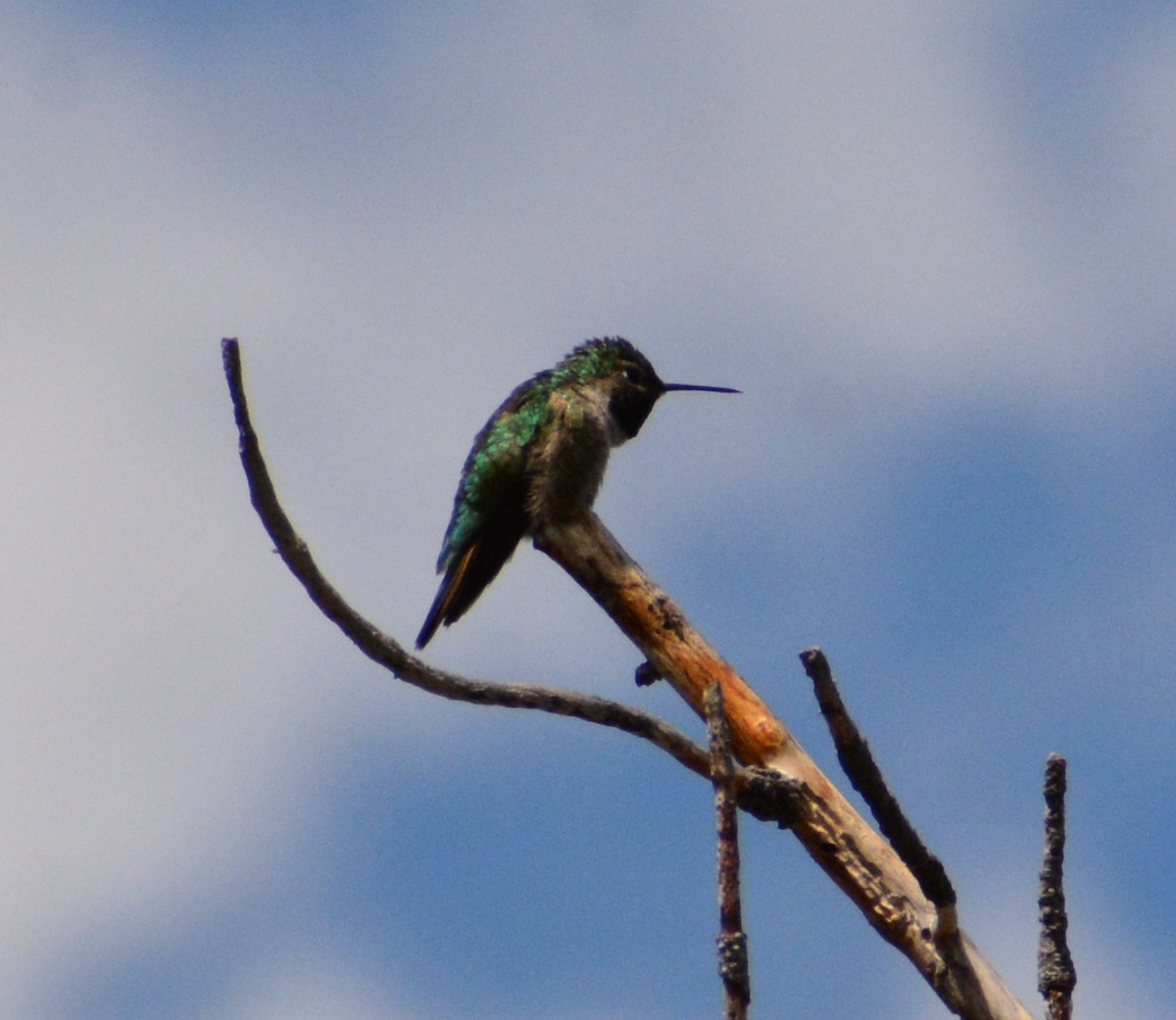 Geniş Kuyruklu Kolibri - ML620372216