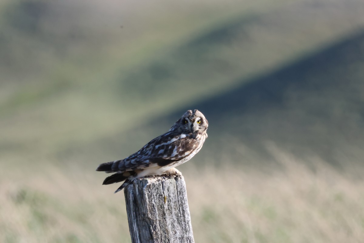 Short-eared Owl - ML620372219