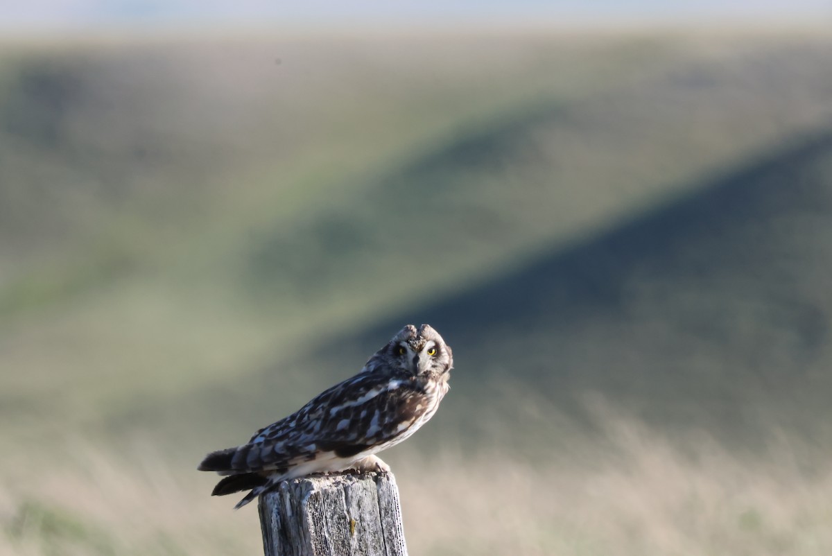 Short-eared Owl - ML620372220