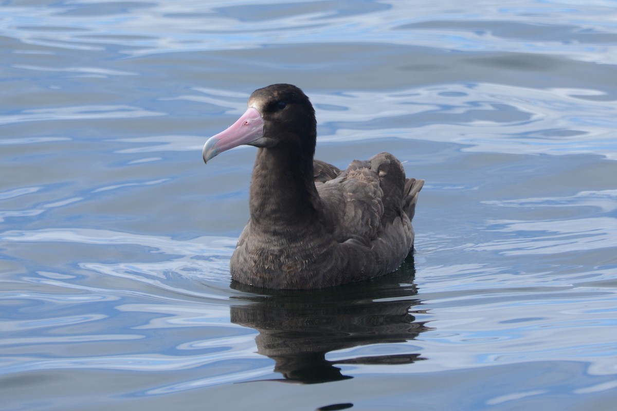 Short-tailed Albatross - ML620372224