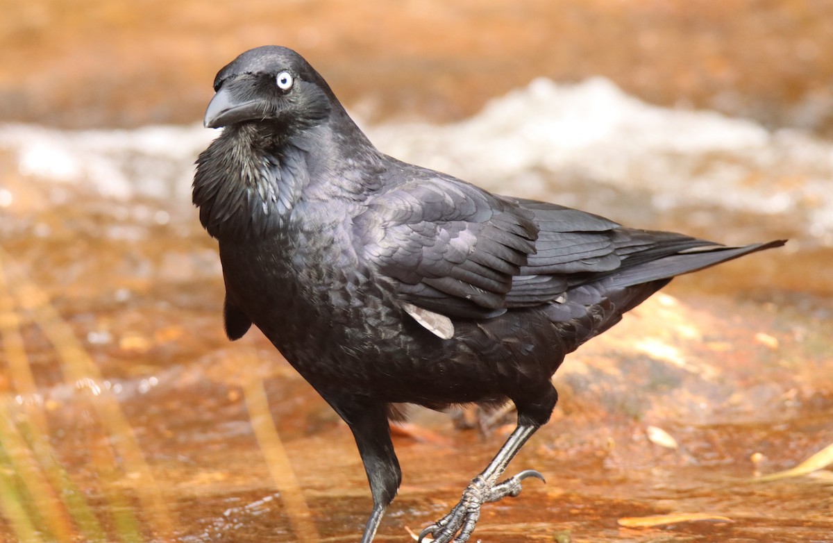 Australian Raven - ML620372234