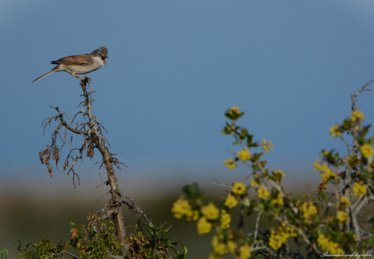 Greater Whitethroat - ML620372238