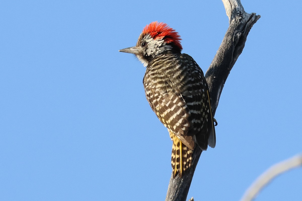 Cardinal Woodpecker - ML620372249