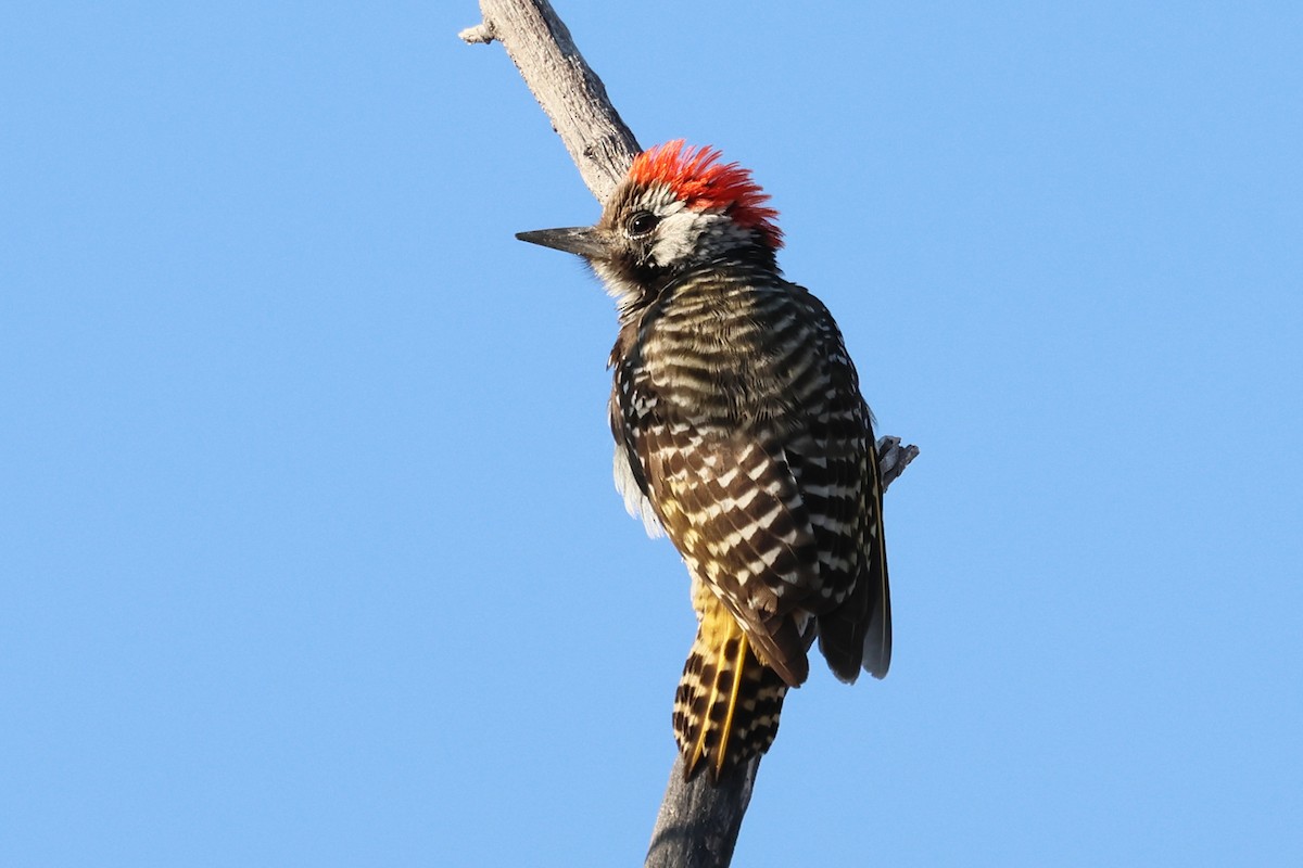 Cardinal Woodpecker - ML620372250