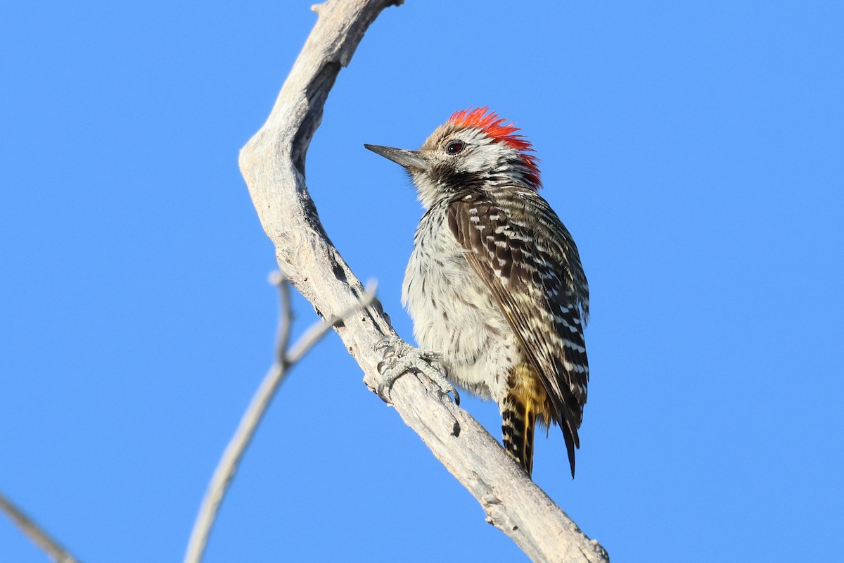 Cardinal Woodpecker - ML620372251