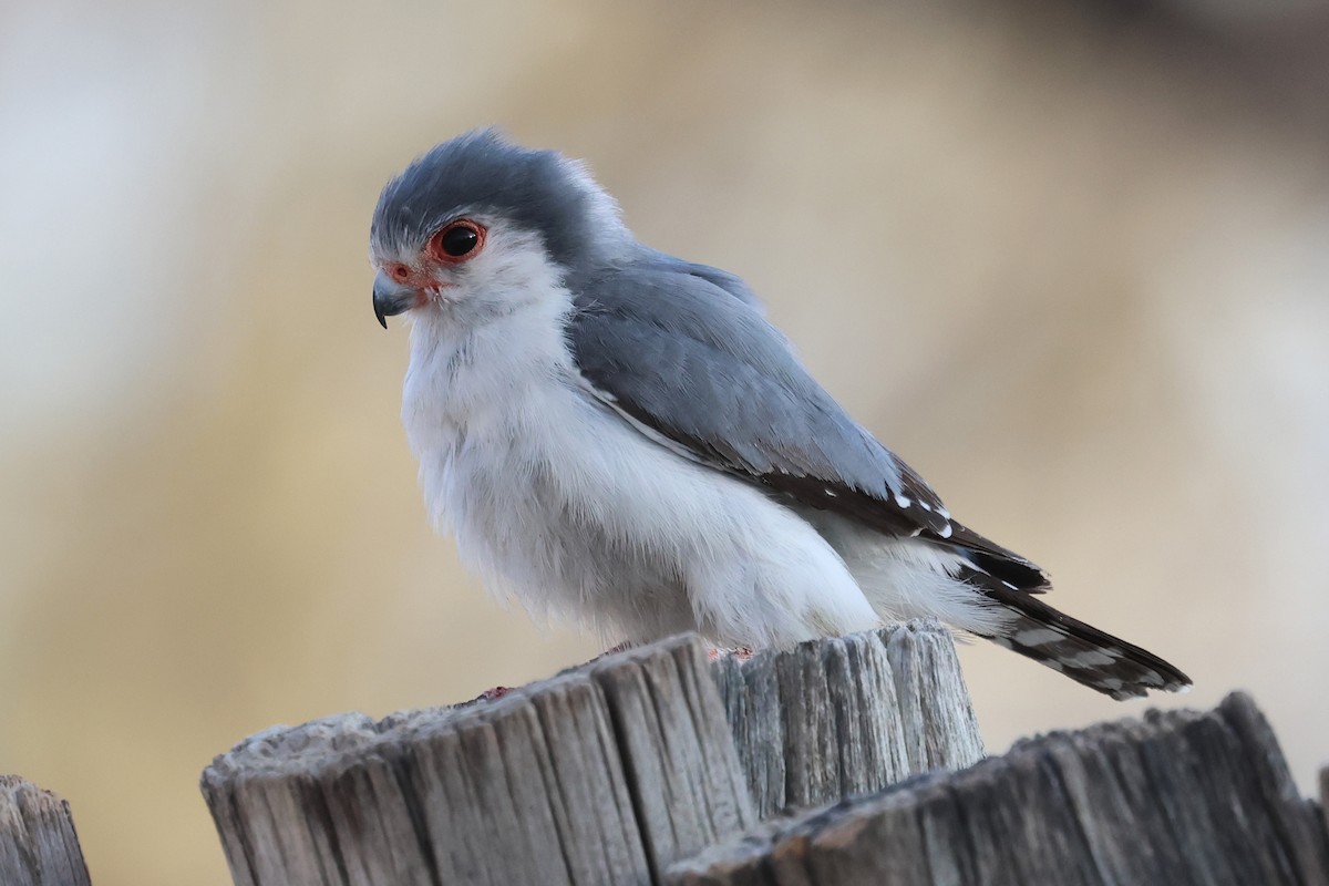 Pygmy Falcon - ML620372266