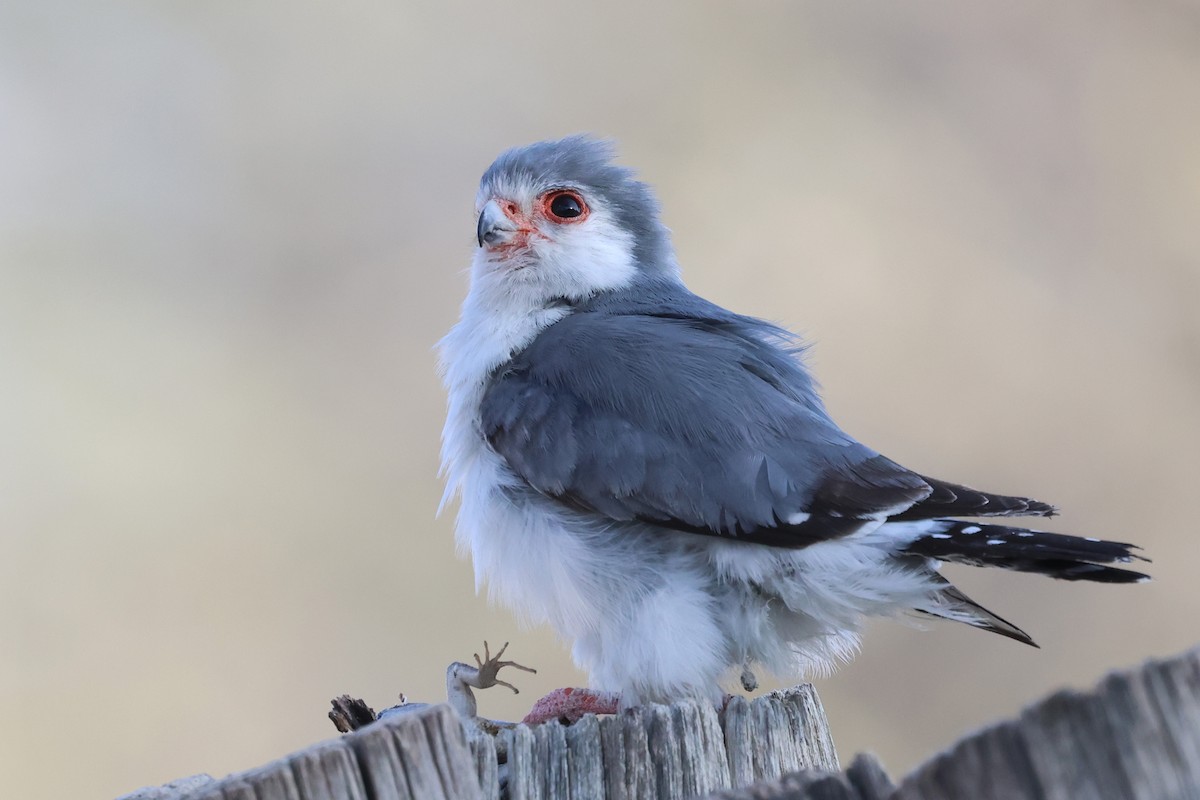 Pygmy Falcon - ML620372270