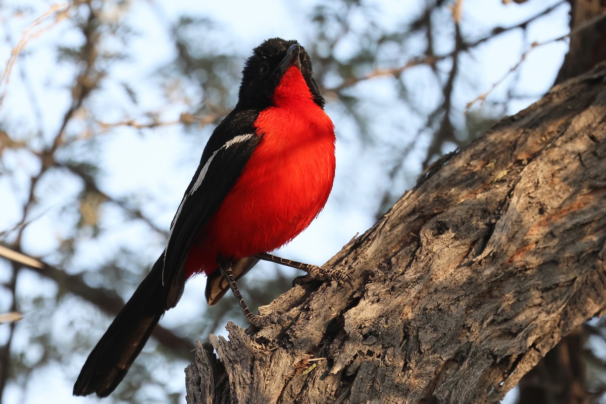 Crimson-breasted Gonolek - ML620372272