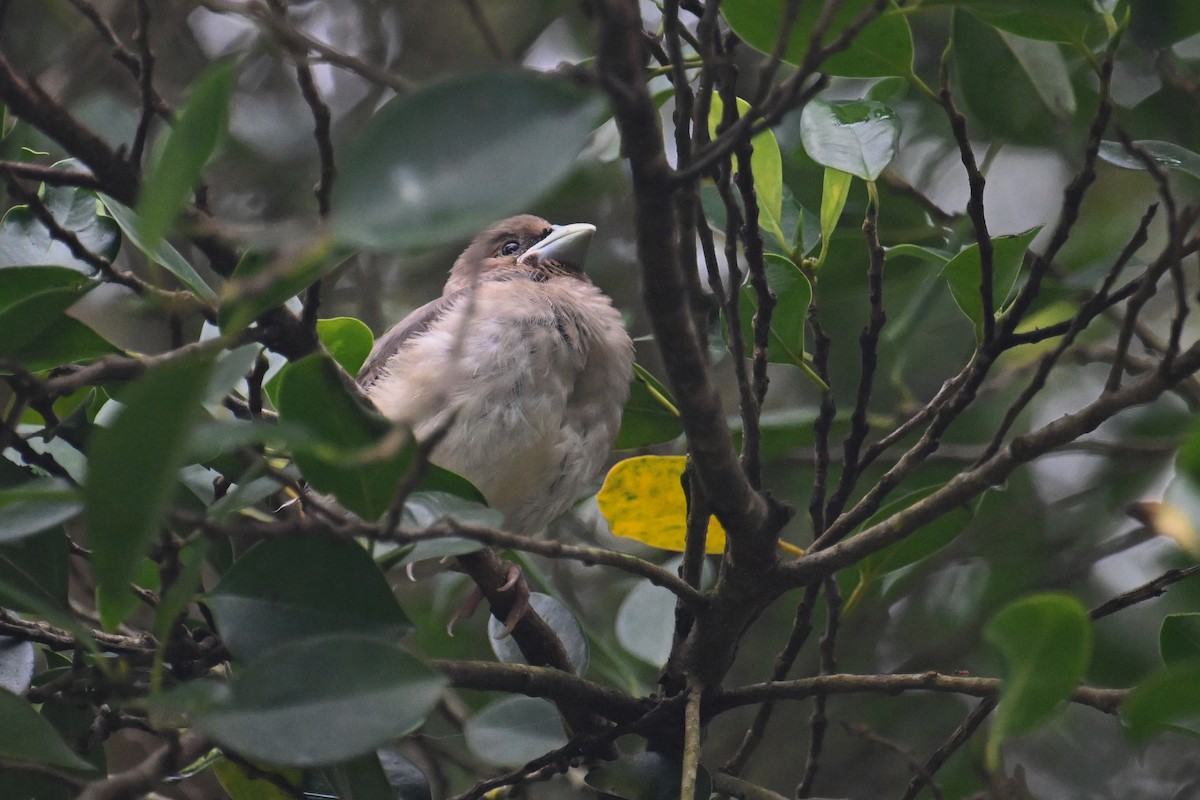 Yellow-billed Grosbeak - ML620372284