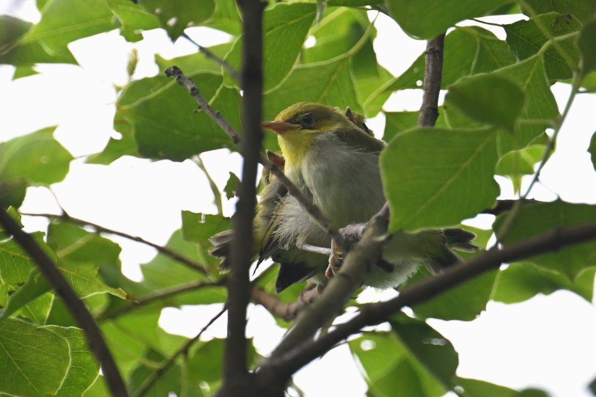 Swinhoe's White-eye - ML620372286