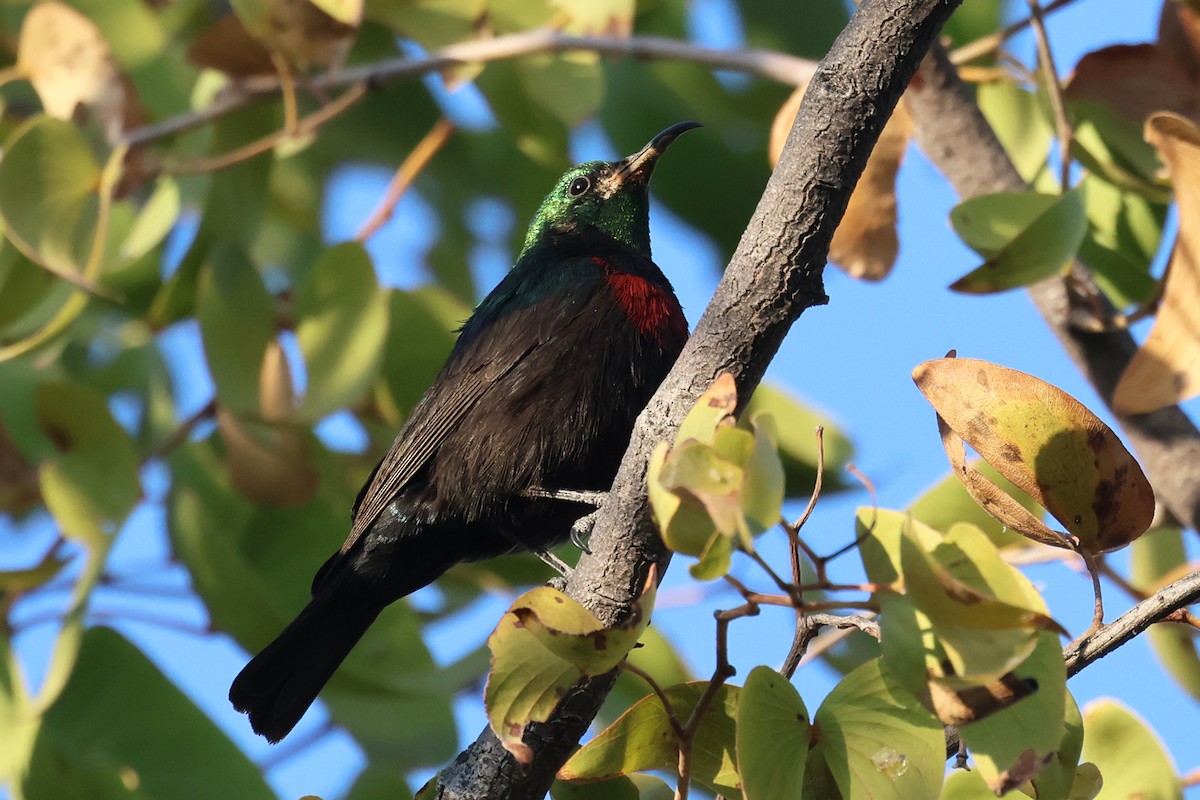 Scarlet-chested Sunbird - ML620372292