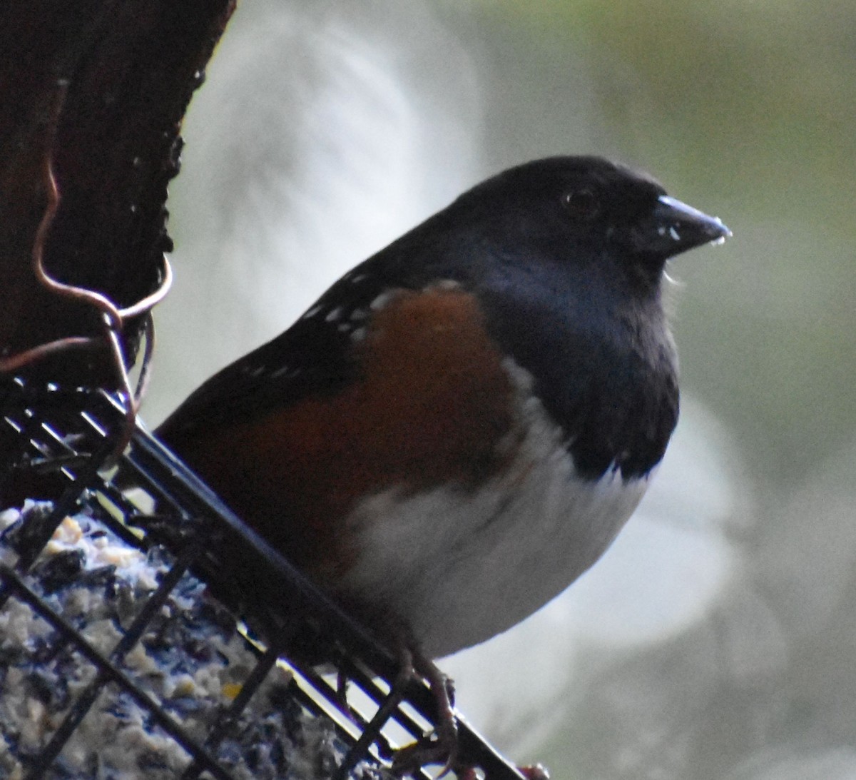 Spotted Towhee - ML620372295