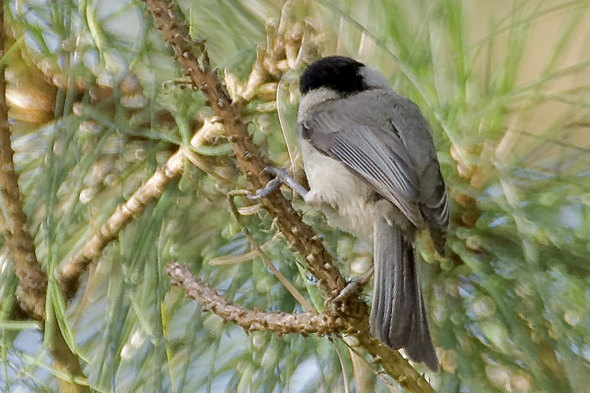 Carolina Chickadee - ML620372309