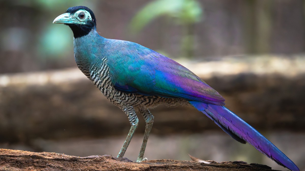 Bornean Ground-Cuckoo - ML620372313